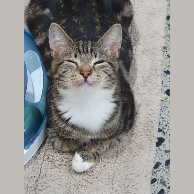 Photo of Tiger