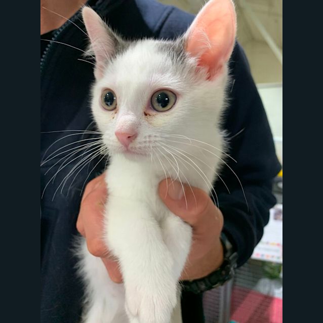 Photo of Sour