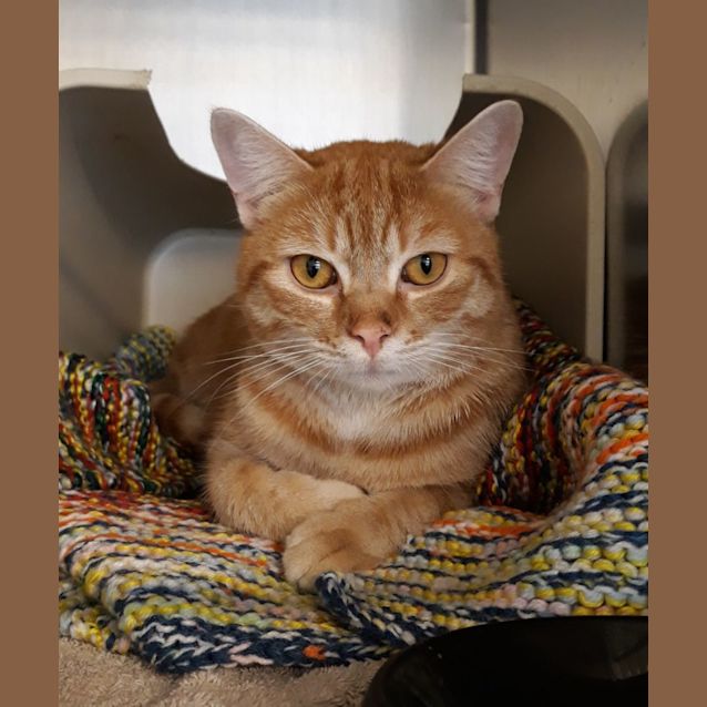 Photo of Pumba