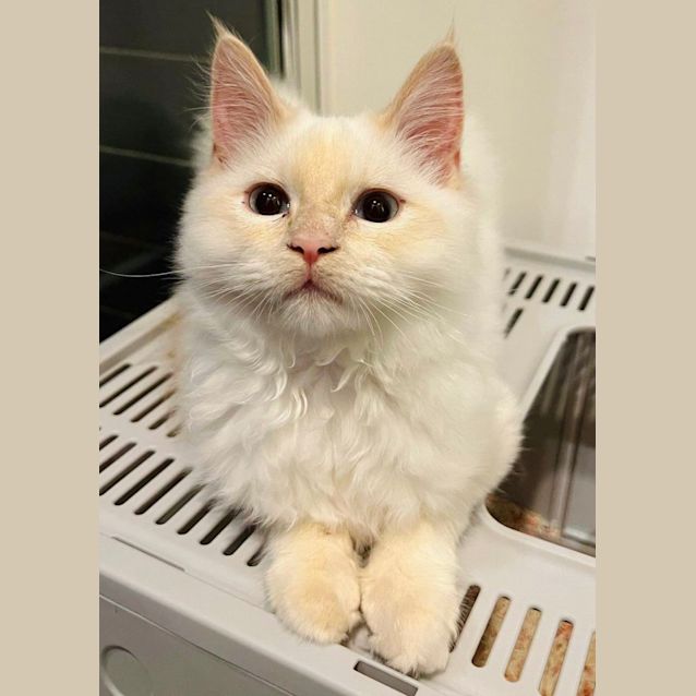 Photo of Puck