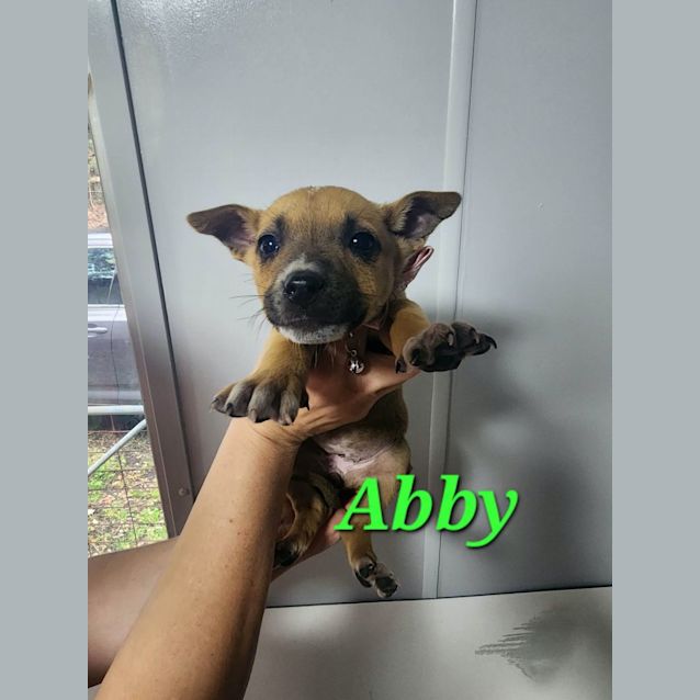 Photo of Abby