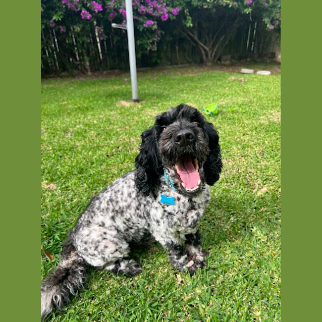 Photo of Buddy