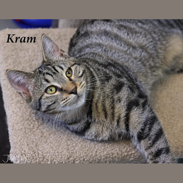Photo of Kram   Petstock