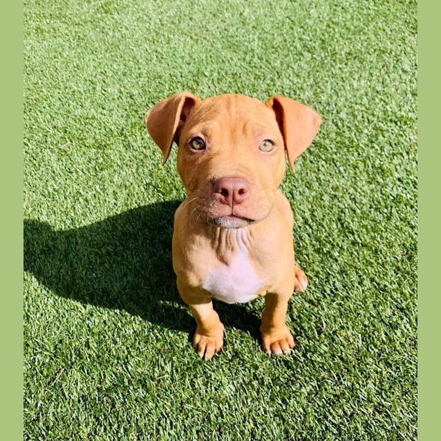 Photo of Toby (Was Sweet Potato)