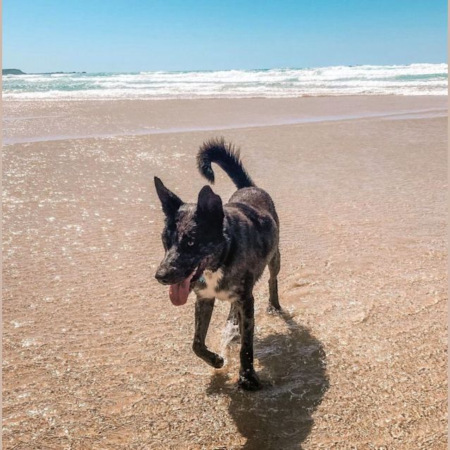 Photo of Hank