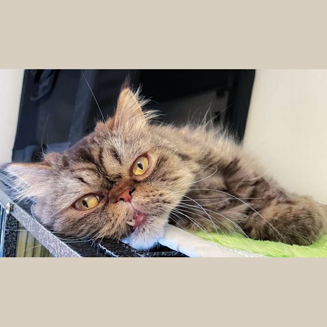 Photo of 🧸 Zilla 🧸