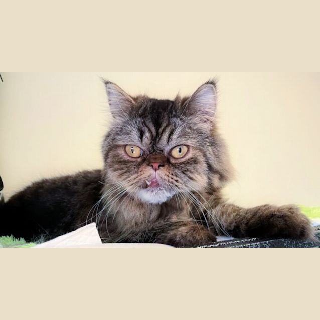 Photo of 🧸 Zilla 🧸