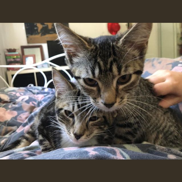 Photo of Razzle And Dazzle 