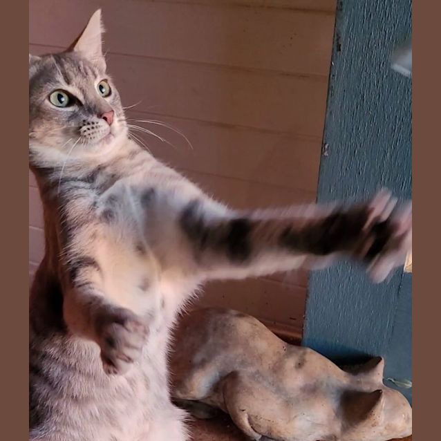 Photo of Blue Tabby Boy