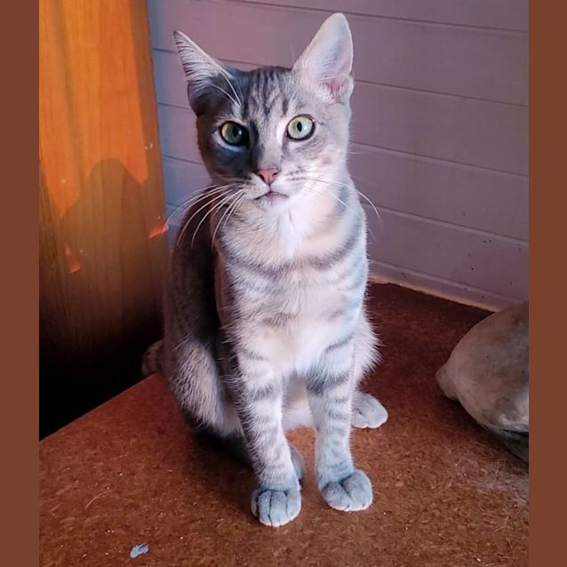 Photo of Blue Tabby Boy