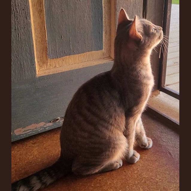 Photo of Blue Tabby Boy