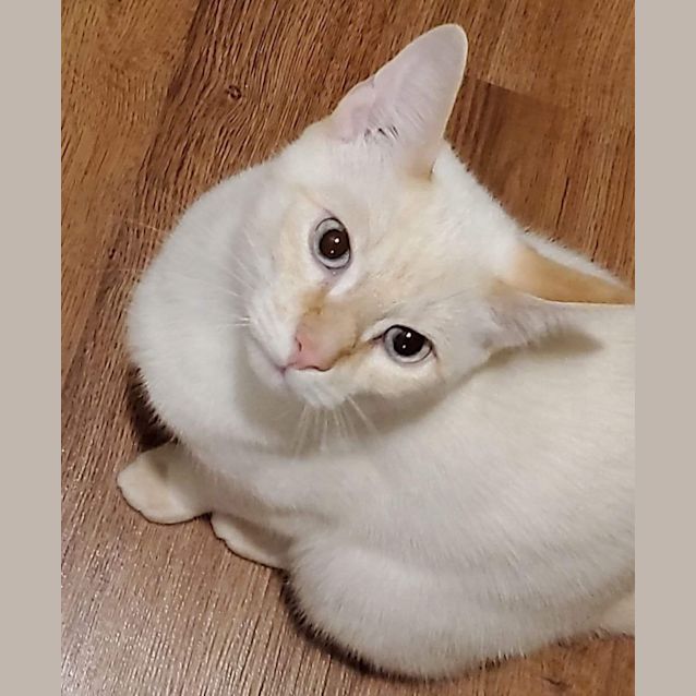 Photo of Orion