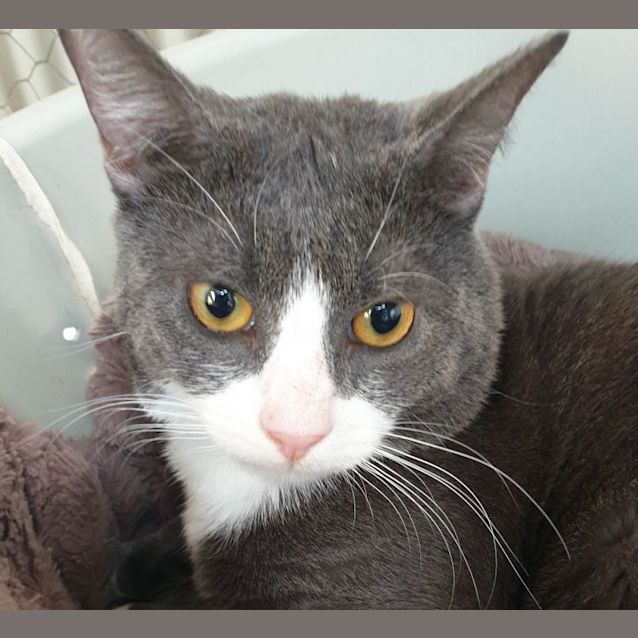 Photo of Grey Cat And Mr Grey