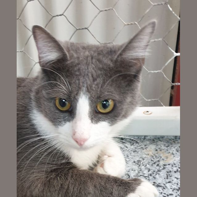 Photo of Grey Cat And Mr Grey