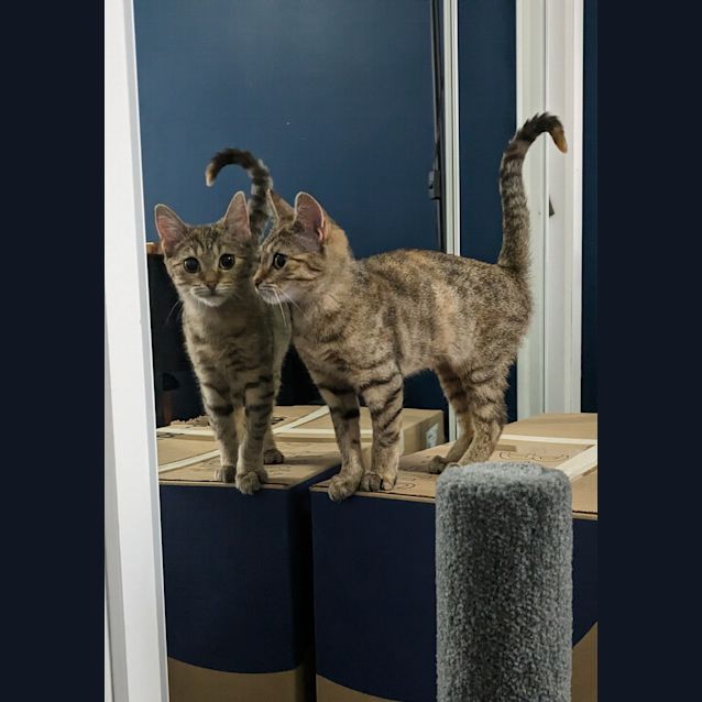 Photo of Dulux