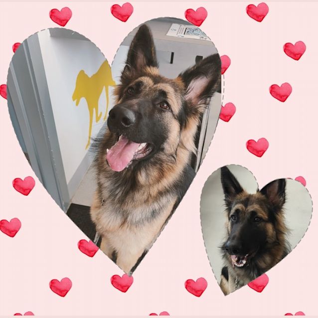 Photo of C04393 🌻Bella 🌻
