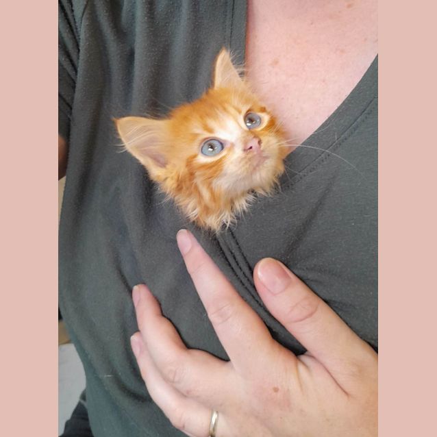 Photo of Firecracker