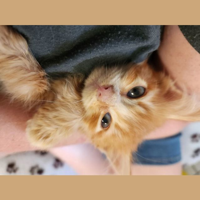 Photo of Firecracker