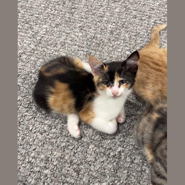 Photo of Butterscotch