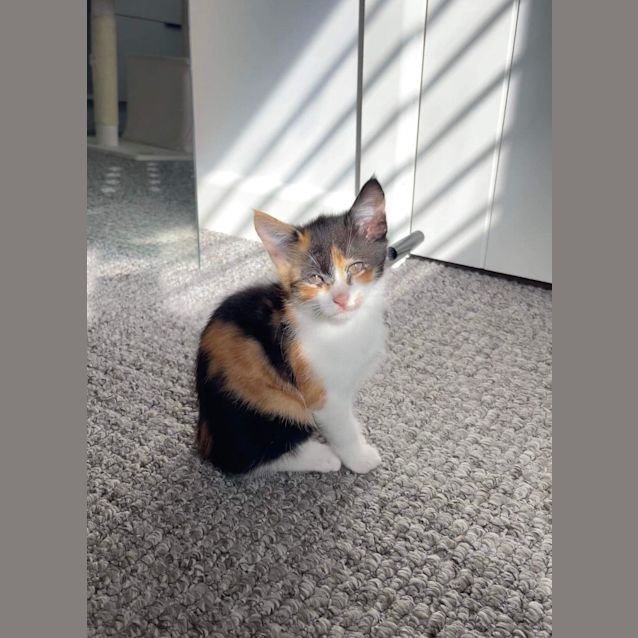 Photo of Butterscotch