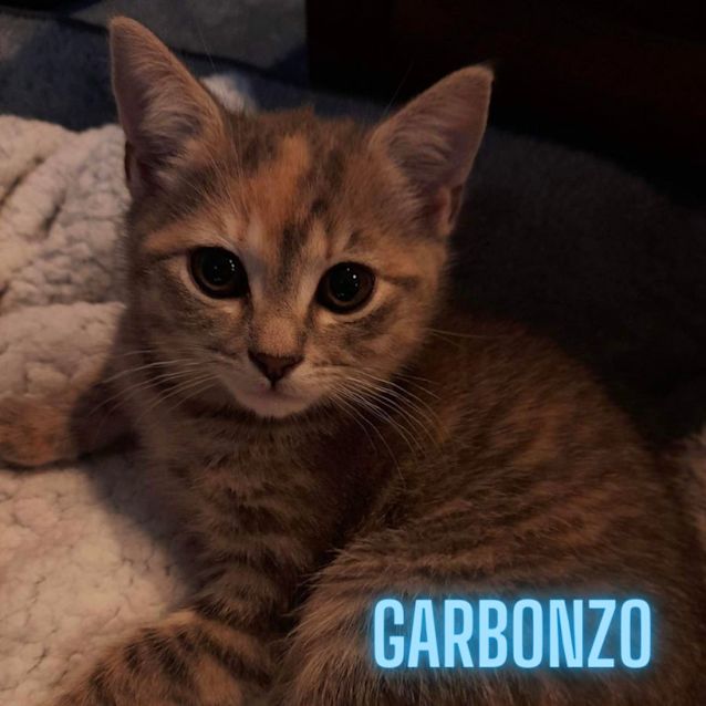 Photo of Bean Kittens