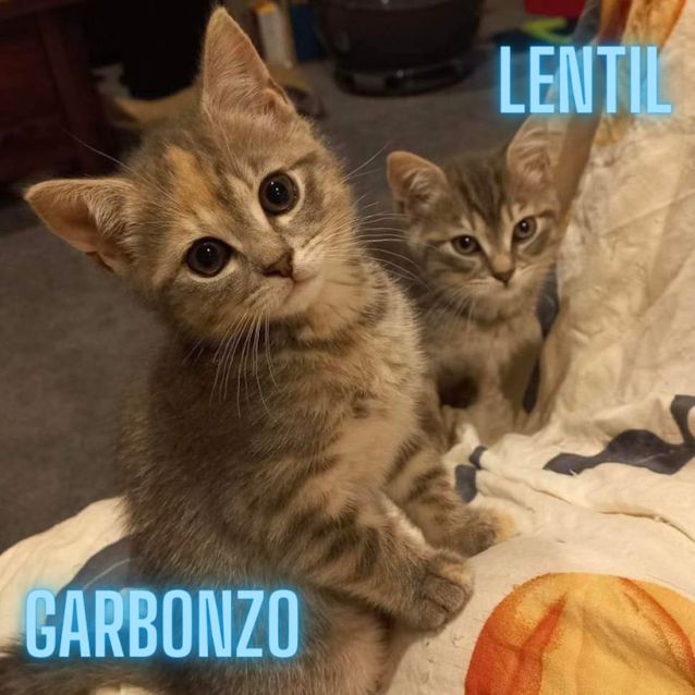 Photo of Bean Kittens