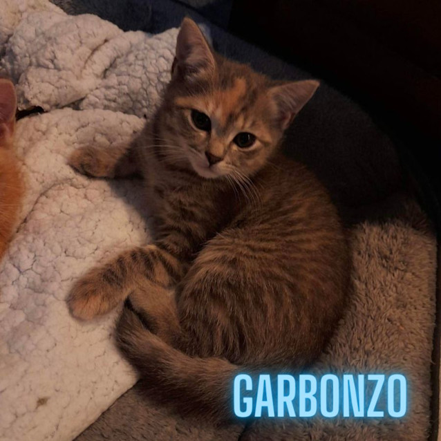 Photo of Bean Kittens