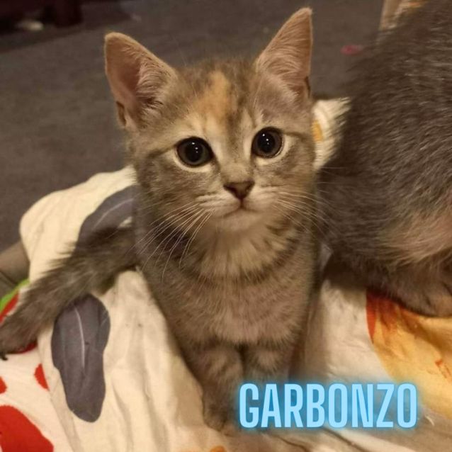 Photo of Bean Kittens