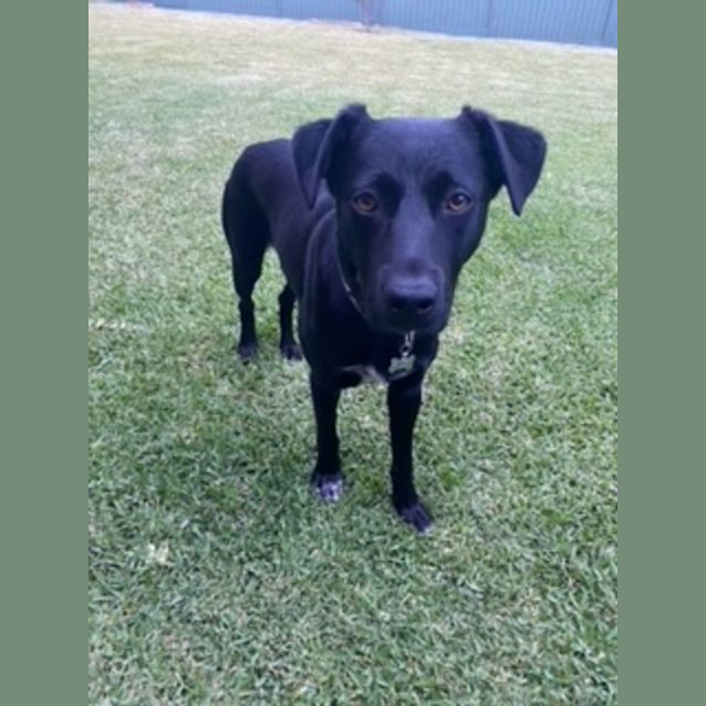 Photo of Benji (Imp. 1499)