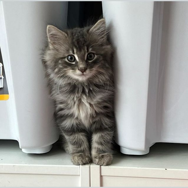 Photo of Heavenly Humphrey