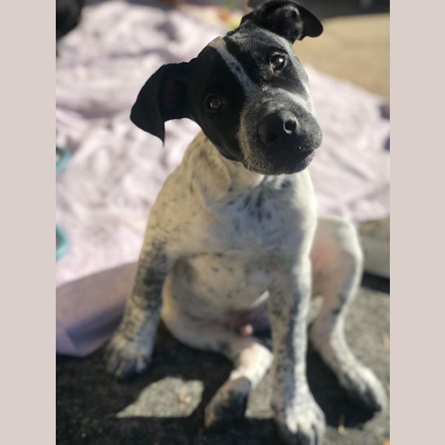 Photo of Georgie