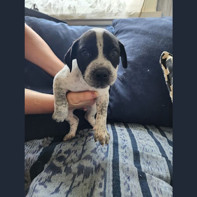 Photo of Georgie