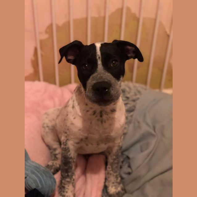 Photo of Georgie