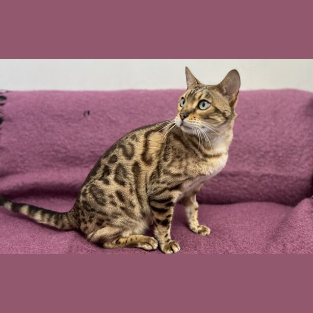 Photo of Apollo