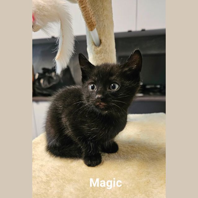 Photo of Kittens Kittens Kittens