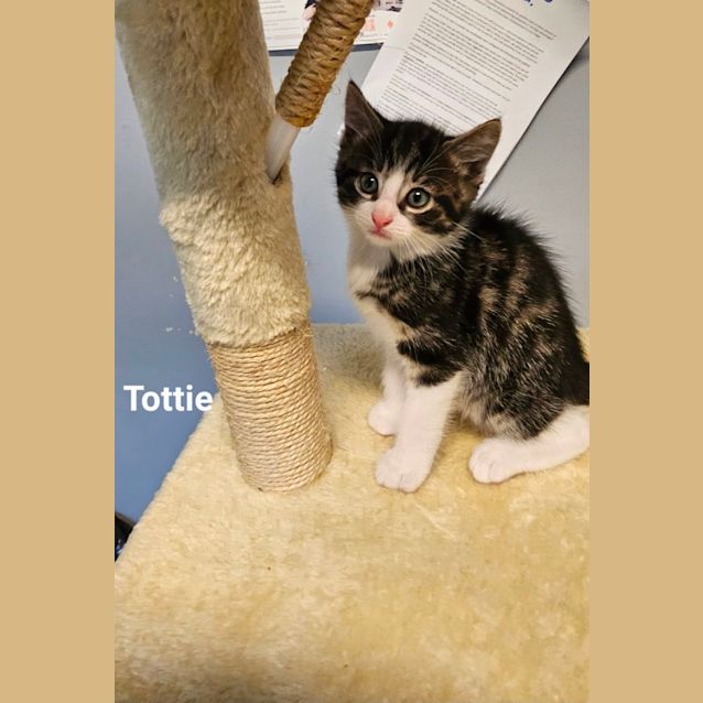 Photo of Kittens Kittens Kittens