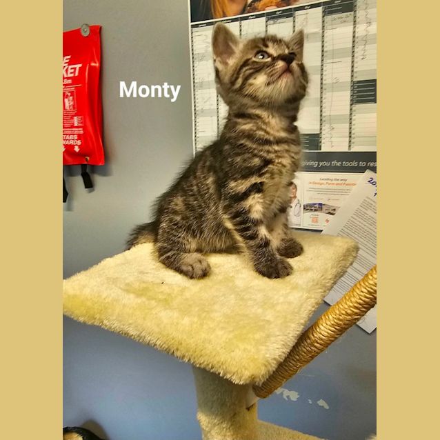 Photo of Kittens Kittens Kittens