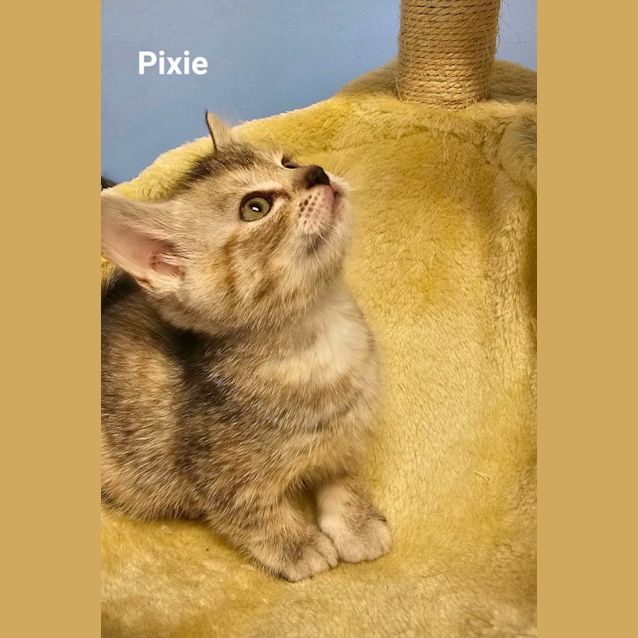 Photo of Kittens Kittens Kittens