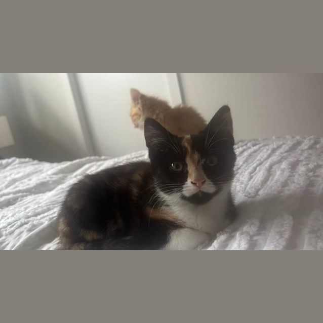 Photo of Marvellous Mindy