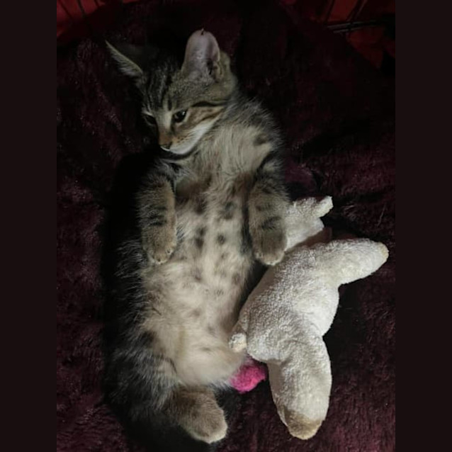 Photo of Happy Harvey