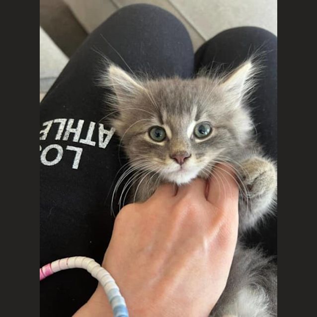 Photo of Heavenly Humphrey