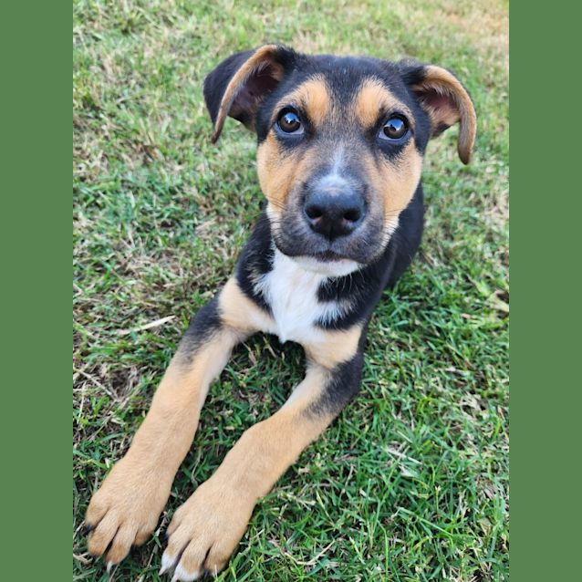 Photo of Taco   4 Month Old German Shepherd X (Trial)