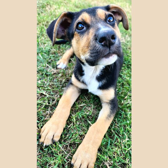 Photo of Taco   4 Month Old German Shepherd X (Trial)