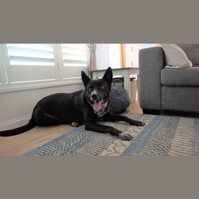Photo of Jett