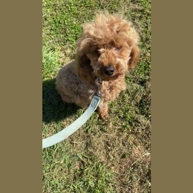 Photo of Archie