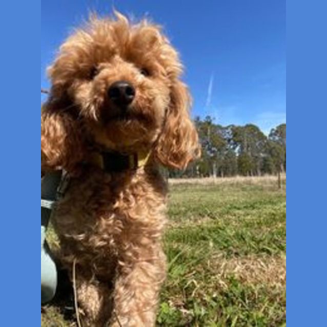 Photo of Archie