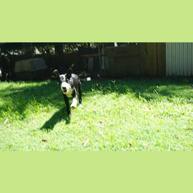 Photo of Gonzo