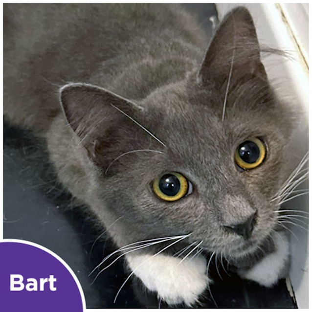 Photo of Bart