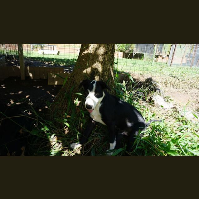 Photo of Gonzo