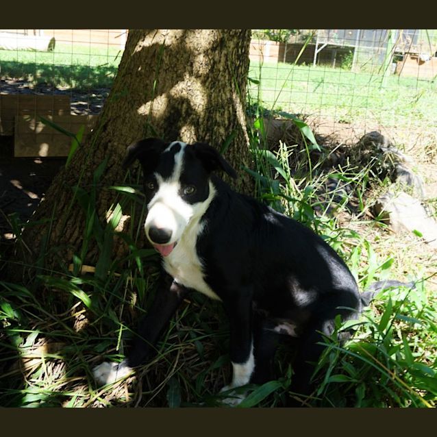 Photo of Gonzo